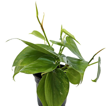 8 Pack Live Heartleaf Green Philodendron, Philodendron Hederaceum, Potted Houseplant, Gardening Gift, Birthday Gift, Sympathy Gift, Plant Lover Gift in 4" Pot
