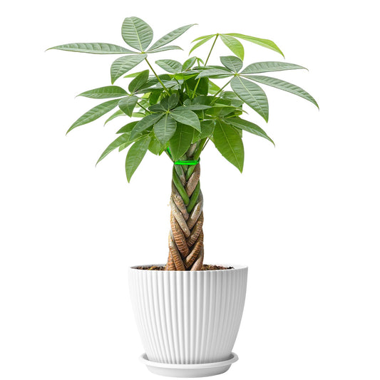 Sprout N Green 8-10" Money Tree with 5 Lucky Braid, Live Plant with White Stripe Pot, Decoration for Indoor Home Office Tabletop Windowsill Side Table, Housewarming Christmas Gift