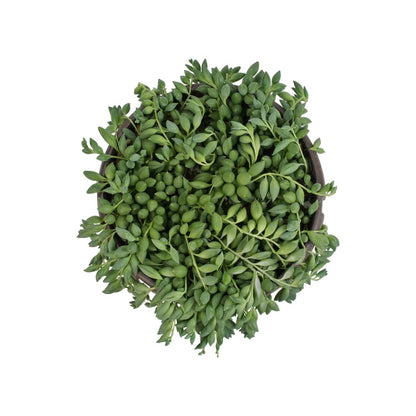 Raindrops Succulents Plants Live in Hanging Planter, Succulent Plant Basket Indoor Plants, Live Succulents Plants, Hanging Plants Succulents Live Trailing Succulent Plants Live by Plants for Pets