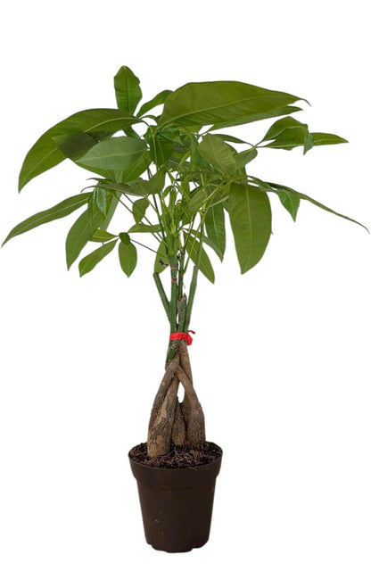 Hopewind Plants Shop Money Tree Live Indoor Plant | 14-22 Inches Tall Bonsai | Easy to Grow Houseplant | Home, Office, or Room Decor | Birthday, Housewarming Gift in 4 Inch Pot