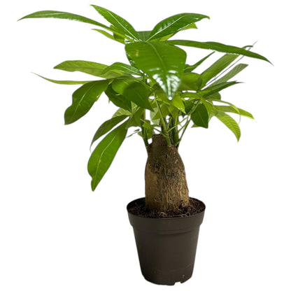 Hopewind Plants Shop - Money Tree Stump Live Plant, 12-14 inch Tall, Easy to Grow Live Indoor Bonsai Tree, Pachira aquatica