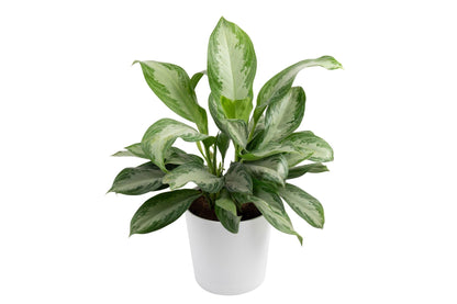 Costa Farms Chinese Evergreen, Aglaonema Easy To Grow Live Indoor Plant in Premium Décor Planter Pot, Houseplant in Potting Soil Mix, Housewarming, Unique Home Décor or Room Decor, 2-3 Feet Tall