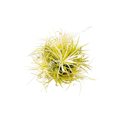 ragnaroc Air Plants - Tillandsia Ionantha Druid Ball, Jumbo 6-9" - 1ct - Live Arrival Guaranteed - House Plants for Home Decor & Gift