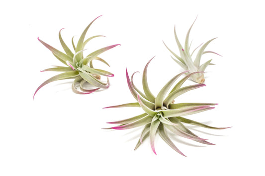 Fuchsia Colorful Tillandsia Air Plants - Long Lasting Color Enhanced Live Tillandsia Succulent House Plants - Home and Garden Decor - Easy Care Indoor/Outdoor Plants (Harrisii, Pack of 3)