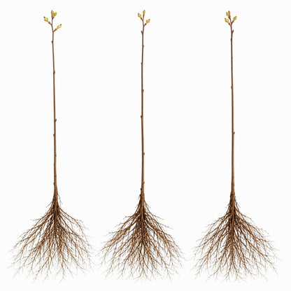 3 Pear Tree Saplings with Exposed Root System – Live Fruit Trees, High-Yield Pear Plants for Indoor & Outdoor Growing, Garden Ready Starter Trees