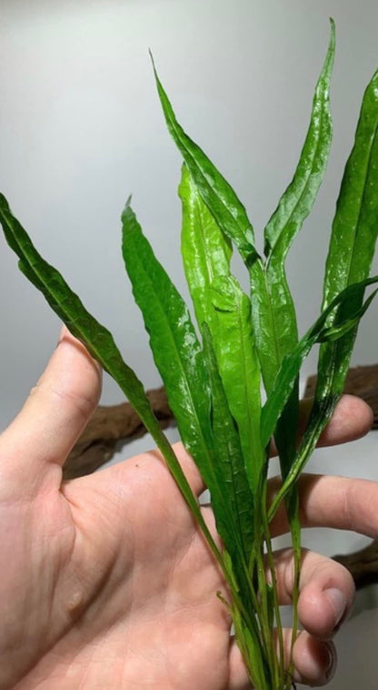 Marcus Fish Tanks - 3X Java Fern Microsorum Pteropus Easy Live Aquarium Plants Aquatic Fish Tank Plants