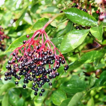 Pack 2 Elderberry Plants Live for Planting, Elderberry Bush Live Plants, 6-12 Inch Tall