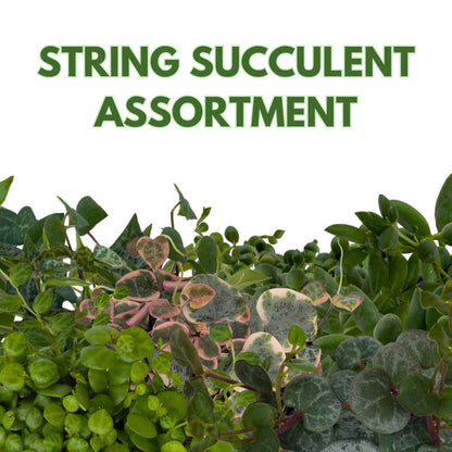BubbleBlooms Succulent Strings Set of 5 Different String Plants in 2 inch pots Grower's Choice Includes Variegated String of Pearls, Turtles, Hearts, Frogs, Dolphins and More