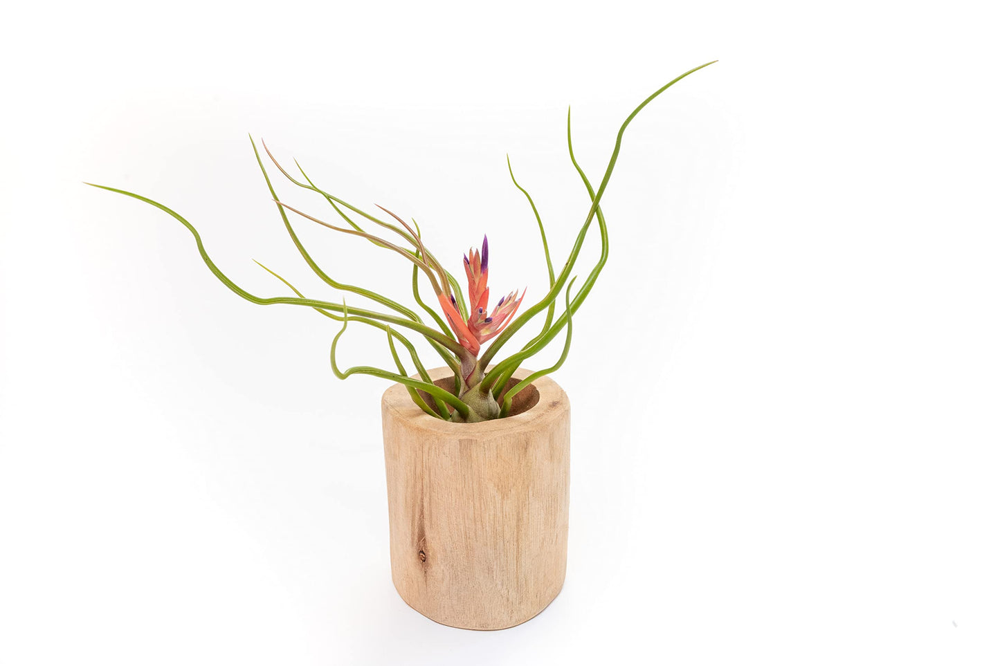 Air Plant Shop 3 Pack Large Bulbosa Belize Air Plants - Succulents - Live Tillandsia - Easy Care Indoor and Outdoor House Plants