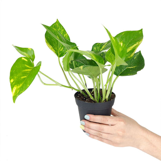 Pothos Golden (4 inch) - Lucky Houseplants - 4/6 inch Unique Live Decorative Houseplants - Easy to Care Indoor Plants, Perfect for Office, Home & Feng Shui Decor