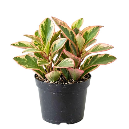 Peperomia Rainbow Plant Live, Variegated Foliage Indoor Houseplant, 4-7 Inches in Height, 3.5 Inch Pot for Planting