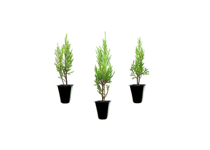 Medora Juniper | 10 Live Plants | Perfect for Year-Round Landscaping, Privacy Screening, and Low Water Environments, Drought-Tolerant