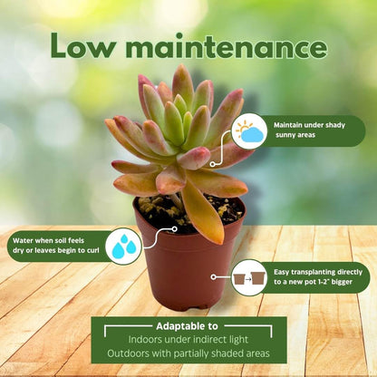 BubbleBlooms Succulent Assortment 2 inch Set of 6, echeveria, kalanchoe and More Variety
