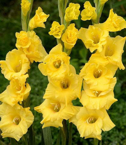 Votaniki Nova Lux Gladiolus Bulbs - Perennial, Attract Pollinators, Large Blooms, Gladiolus Flowering Bulbs for Planting - Low Maintenance and Easy to Grow (40 Pack)
