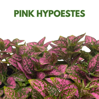 BubbleBlooms Pink Hypoestes phyllostachya 2 inch Set of 3 Flamingo Polka Dot Plant Tiny Mini Pixie Plants