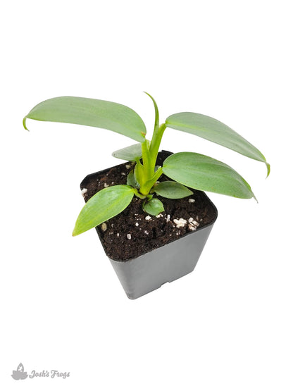Josh's Frogs Philodendrons (Silver Sword)