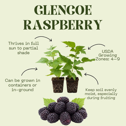 Set of 2 Raspberry Plants Live, Sweet Raspberry Bushes, 5-8 Inches Tall, Well-Rooted, Ready for Growing (Glencoe Raspberry)