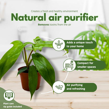 BubbleBlooms Philodendron Assortment Set, 4 inch pots, Set of 3, Indoor Houseplants Grower's Choice Variety