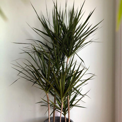 Dracaena Marginata Cane - Live Plant in a 10 Inch Pot - Dracaena Marginata - Easy Care Low Maintenance Indoor Air Cleaning Plant