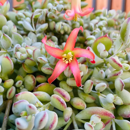 Cotyledon Pendens Succulent Plant Live | 2 Inch Pot Rare Trailing Variety Houseplant for Indoor Growing and Collections