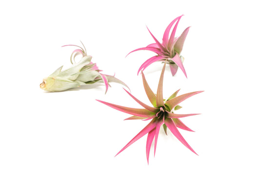 Raspberry Colorful Tillandsia Air Plants - Long Lasting Color Enhanced Live Tillandsia Succulent House Plants - Home And Garden Decor - Easy Care Indoor/Outdoor Plants (Brachycaulos Abdita, Pack of 3)