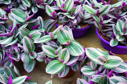 5 Tradescantia Spiderwort Cuttings to Grow - Easy to Grow Purple and Green Variagated Wandering Jew