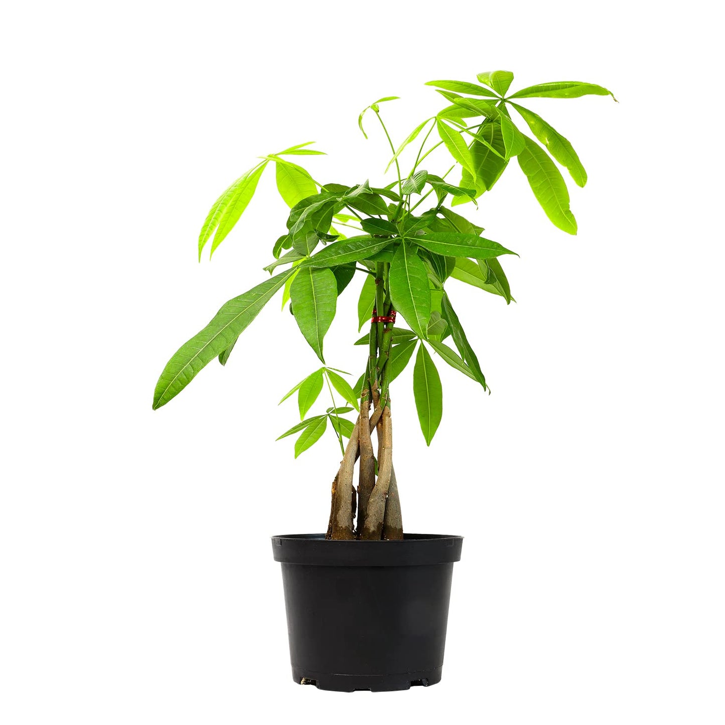 Money Tree Plant Indoor House Plants, Chinese Money Plant Decor & Altman Plants, Live Snake Plant, Sansevieria trifasciata Superba, Fully Rooted Indoor House Plant in Pot