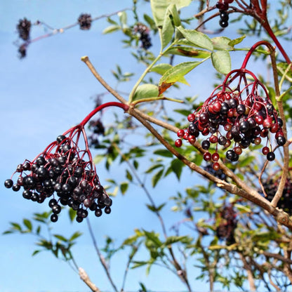 2-Pack Black Elderberry Tree Live Plants | 8-12" Bare Root Seedlings | Fast-Growing Fruit Bearing Shrubs