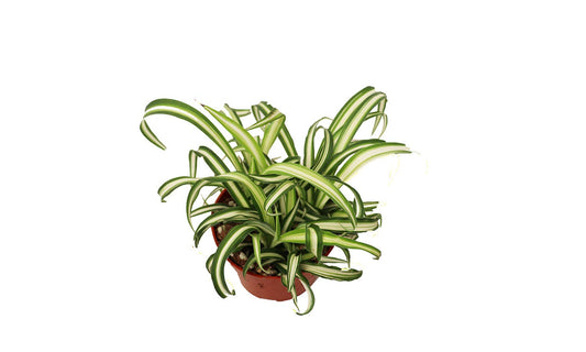California Tropicals Variegated Spider Plant - Real Live Tropical Houseplant, Perfect for Indoor/Outdoor Home and Office Decoration, Easy Care, Perfect for Pots, Baskets or Patio - 4 Inch