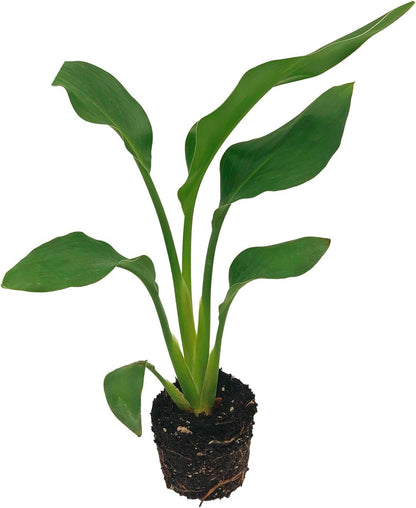 Live Orange Birds of Paradise Plant - ‘Orange Birds of Paradise’ Strelitzia Reginae - ragnaroc Tropical Plant 6-10” Tall - 2ct - Live Arrival Guaranteed - House Plants for Home Decor & Gift