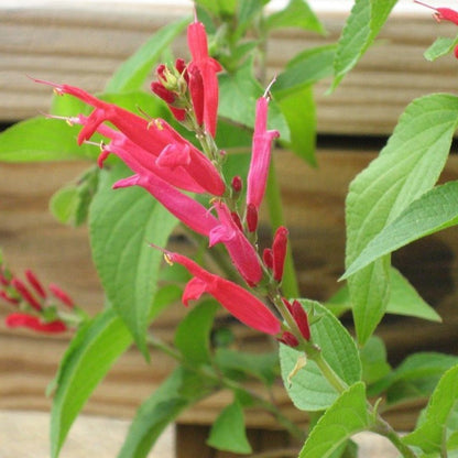 Yunaksea Pineapple Salvia Perennial Live Plant in 4 Inc Pot, Long Bloomer Red Salvia Sage Plant Live, Live Salvia Bush Shrub for Planting