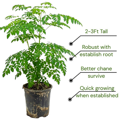 Established Moringa Plant Live Tree 2-3 Feet Tall in 1 Gallon Pot, Malunggay Plant Live, Moringa Oleifera Tree Plant Live, Drumstick Horseradish