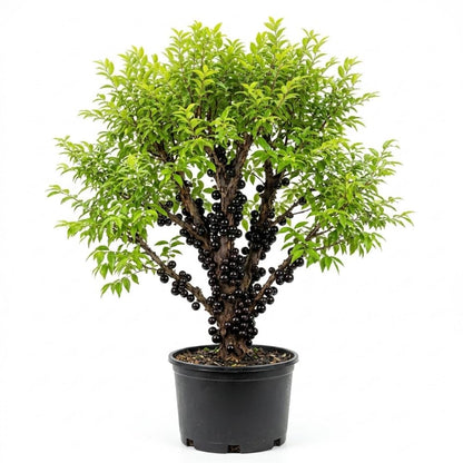 Black Jaboticaba Tree Plant Live in 3 Gallon Pot, Airlayered Jabuticaba Tropical Plant,Ready to Bear Fruits, No Shipping to CA