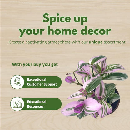 BubbleBlooms Wandering Dude Assortment Tradescantia Variety Set of 2 in 4 inch pots