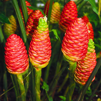12 Zingiber Zerumbet Shampoo Ginger Roots, Hawaiian Ginger Lily Rhizomes, Pinecone Gingers for Outdoor Garden