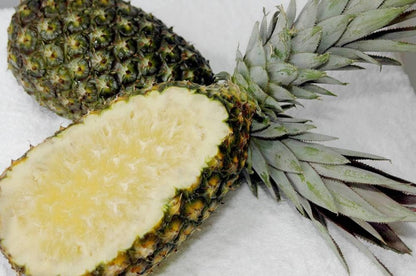 HPGS Pineapple Plant 'Kona Sugarloaf' | Live Plant Ananas Comosus in A 2.5"" Pot, Green