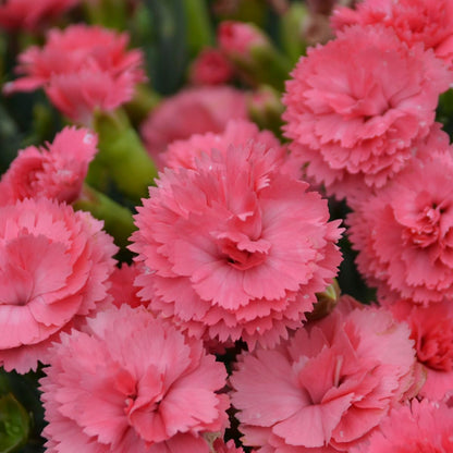 Live Plant from Green Promise Farms, Proven Winners Dianthus Fruit Punch Classic Coral Pinks, Pink Flowers - #1 Gallon Container - This Plant Does NOT Ship to AZ, CA, HI, ID, MT, NV, OR, PR, UT & WA!