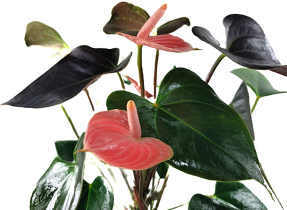 Anthurium Rainbow Champion Plant in 4" Pot - Colorful Blooms - Long-Lasting Blooms and Lush Foliage - Easy-Care Indoor Plant - CA Seller - Air Purifying Plant (Small, 4" Pot)