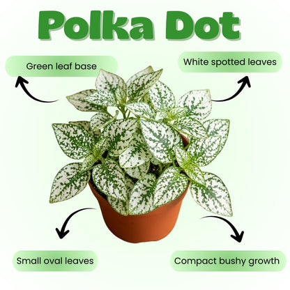 White Polka Dot Live Plant, Polka Dot Plant, Small Indoor Plants, 2.5 Inches Pot for Indoor or Outdoor Houseplant