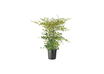 Heavenly Bamboo - Nandina Domestica - 3 Live Gallon Size Plants - Beautiful & Colorful Low Maintenance Foliage