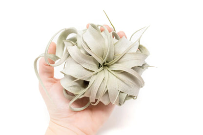 Air Plant Shop 3 Pack Mini Tillandsia Xerographica- Wholesale and Bulk - Succulents - Live Tillandsia - Easy Care Indoor and Outdoor House Plants
