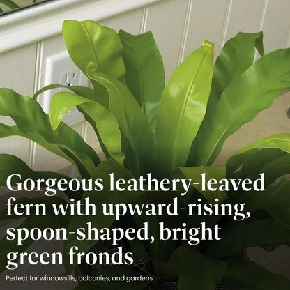 American Plant Exchange Bird’s Nest Fern – 6-Inch Pot – Live Easy Care Indoor Houseplant, Air-Purifying, Pet-Friendly Tropical Plant for Bathrooms, Bedrooms & Home or Office Décor