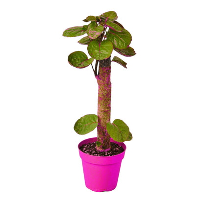 Aralia Fabian Stump 'Polyscias Scutellaria' in 6in Pot - Live Tropical Houseplant - Easy to Grow | Variegated | USA Growers | The Snobby Leaf