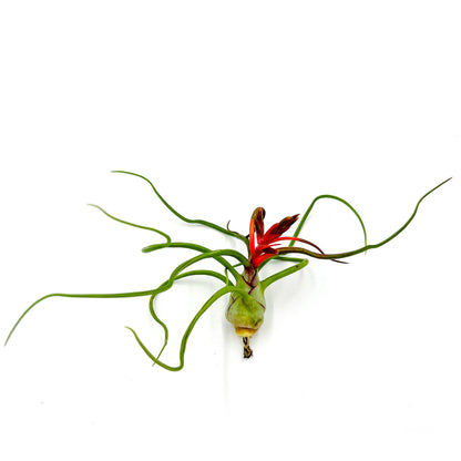 ragnaroc Air Plants - Flowering Tillandsia Bulbosa Belize, Giant 7-9" - 5ct - Live Arrival Guaranteed - House Plants for Home Decor & Gift