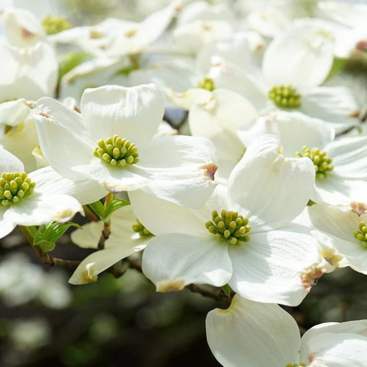 White Dogwood Tree Live Plant, 8-14 Inc Height, in Quart Pot, Flowering Ornamental Tree for Planting Home Garden