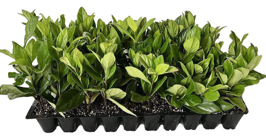 Viburnum Suspensum | 40 Live Plants | Viburnum Suspensum | Evergreen Shrub, Privacy Hedge, Fast-Growing Screen, Dense Foliage, Low Maintenance, Year-Round Interest, Landscape Plant