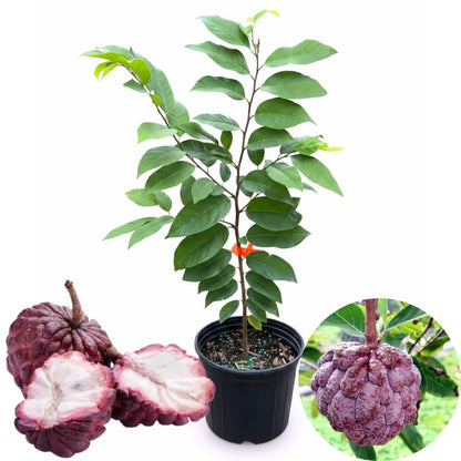 Red Sugar Apple Plant Live for Planting 2-3 Feet Tall, 3 Gallon Pot, Annona Squamosa Sugar Apple Tree Live Plant, No Ship to CA