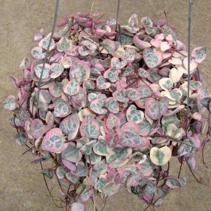 Variegated String of Heart Plant, 2" Pot, Ceropegia Woodii Variegata, Trailing Succulent Vine for Indoor Planting