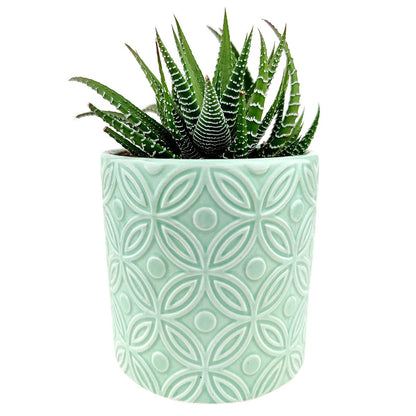 Haworthia Zebra Spiky Succulent Plant with Care Guide - Best Indoor Plants - Easy to Grow Succulents - Gift Ideas for Plant Lover - Low Light Succulents (4 inch)