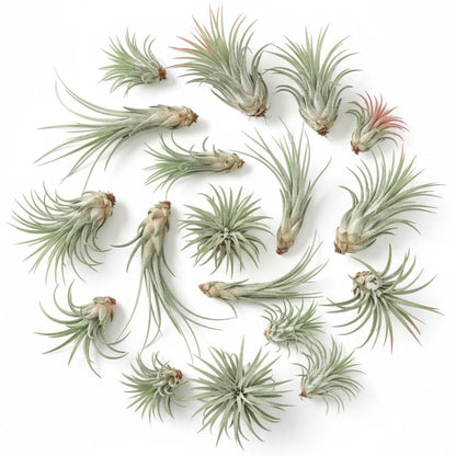 Pack 12 Mixed Ionantha Air Plants, Live Tillandsia, Bulk Airplants, Easy Care Houseplants for Indoor and Outdoor Planting